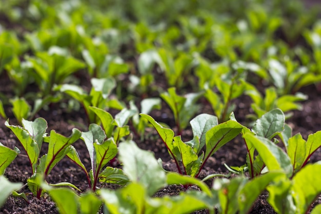 Beetroot growing in the garden sprouts.