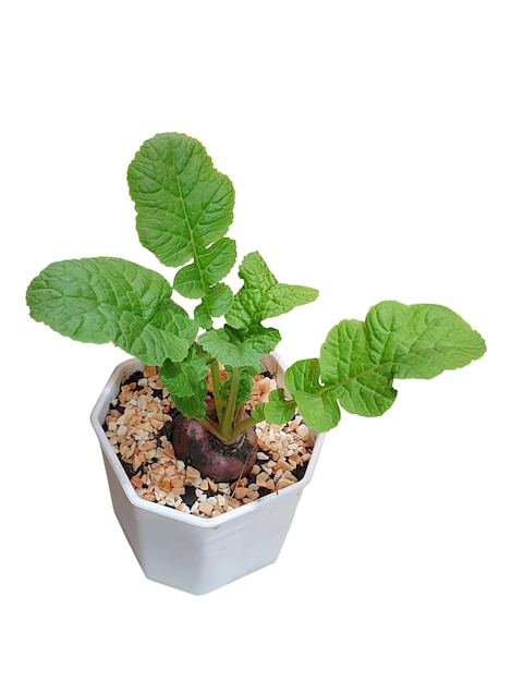 Beetroot growing in a pot