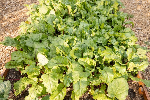 Barbabietola che cresce nel letto vegetale nel giardino di casa