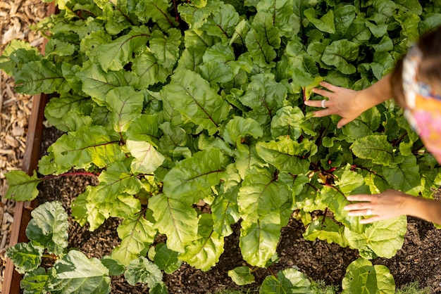 Beetroot leaves growing on vegetable bed at home garden