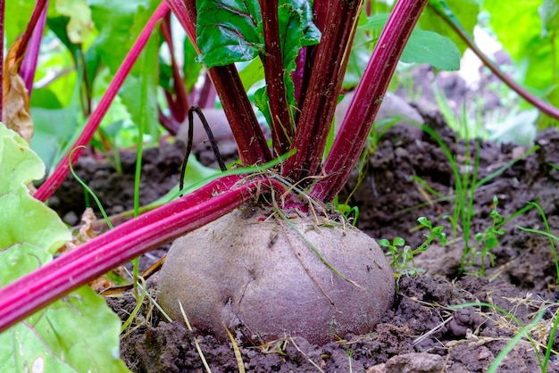 Photo beetroot a root vegetable in the ground closeup