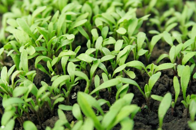 Beetroot spruiten groeien in een kas Planting beet zaailingen concept