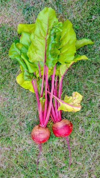 Beetroot with tops Two freshly picked beets are lying on the grass Vertical photo