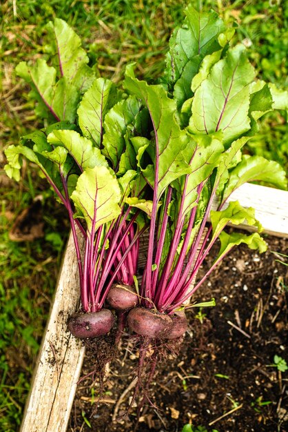 Photo beetroot