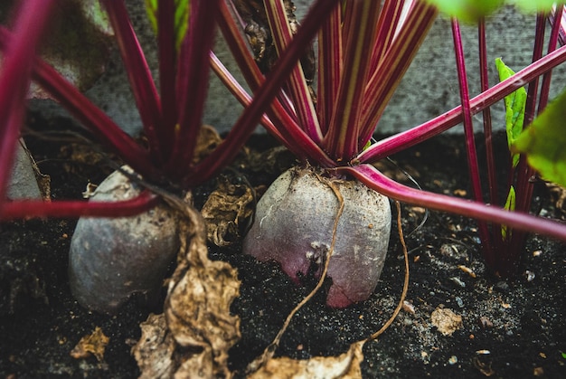 Beetroots growing in organic homestead vegetable garden in autumn