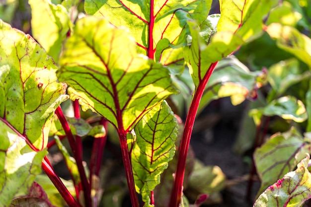 Beets in the garden. Growing natural beets in natural conditions without chemical additives.