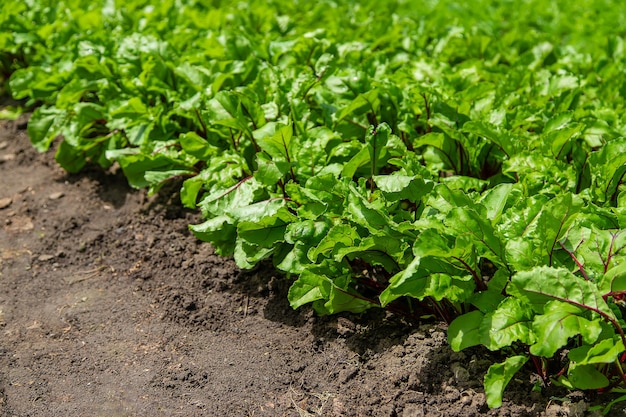 Beets grow in the garden