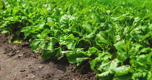 Beets grow in the garden