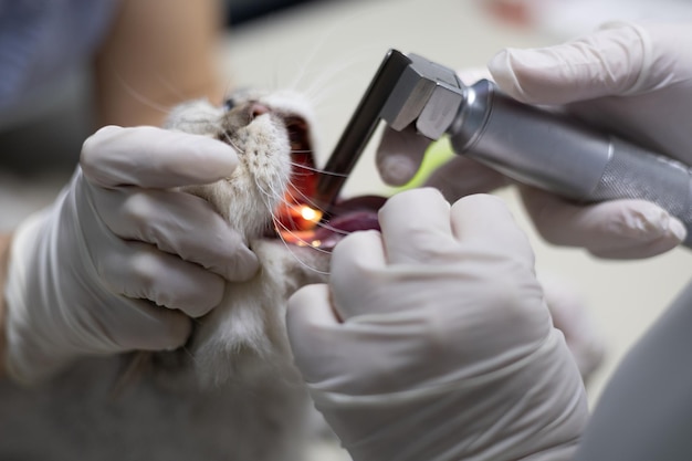 Photo before the start of the operation the doctor intubates the cat under anesthesia the veterinarian holds the cat's head and using a laryngoscope places a tracheal tube for gas anesthesia