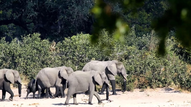 Begeef je op een betoverende reis door de fascinerende wonderen van Caprivi Game Park