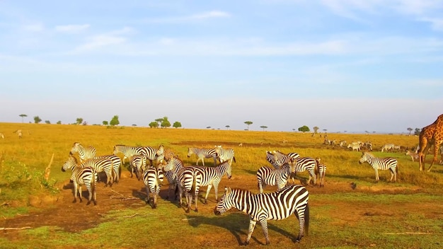 Begeef je op een visuele safari door etosha national park namibië