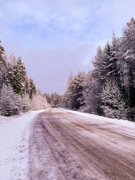 Begin winter Eerste sneeuw op boomtakken langs weg Studio Photo