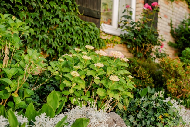 The beginning of flowering of a blue hydrangea bush