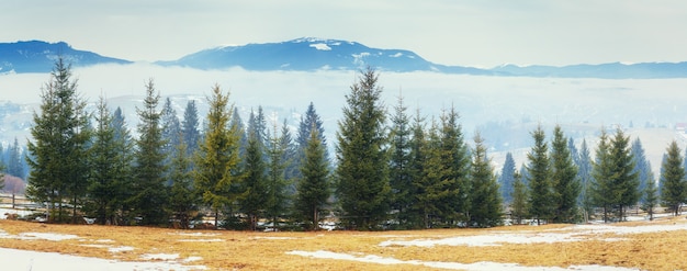 The beginning of spring in the mountains. Carpathians. Ukraine.