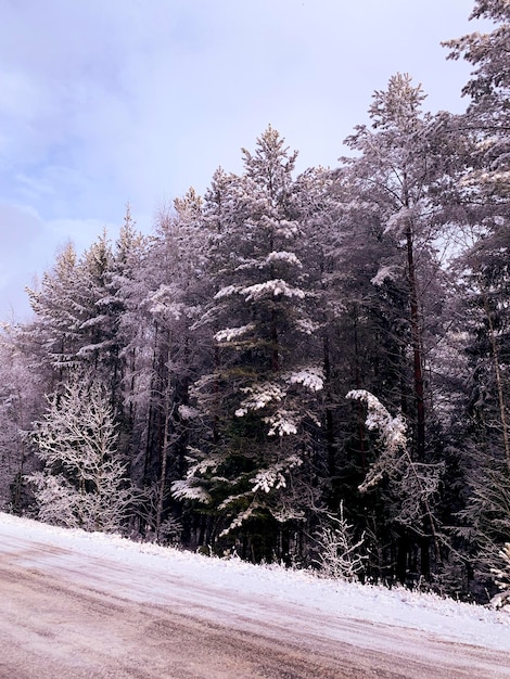 겨울의 시작 도로를 따라 나뭇가지에 첫 눈 스튜디오 사진