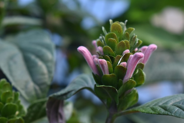 Begins to bloom  nikon d3500