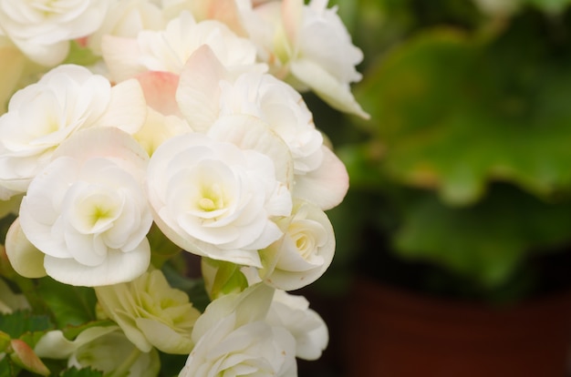 begonia bloem