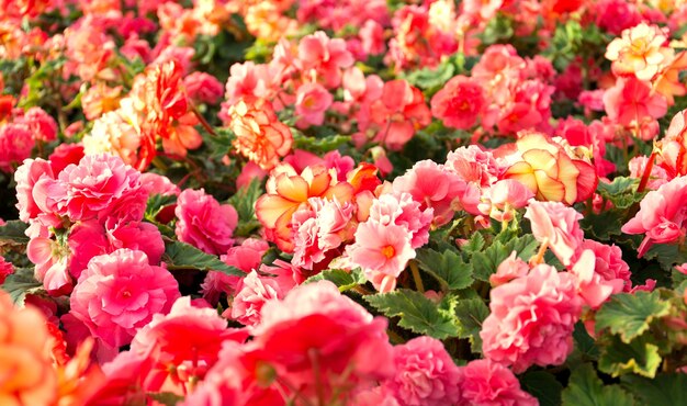 begonia bloemen close-up