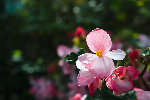 Begonia bloemen op de voorgrond op een achtergrond van groene tuin. Begonia cucullata Willd.