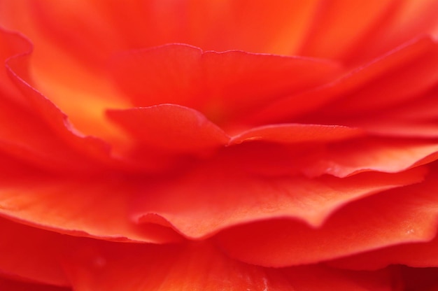 Begonia blossom detail begonia tuberhybrida hybride