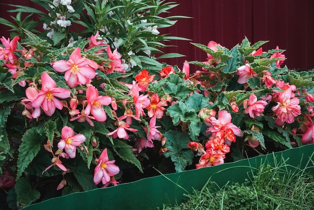 Begonia Bonfire Begonia boliviensis groeit in de tuin