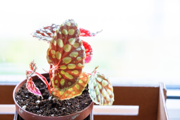 Begonia chlorosticta rode vorm close-up gevlekte blad van een kamerplant in een pot op de vensterbank