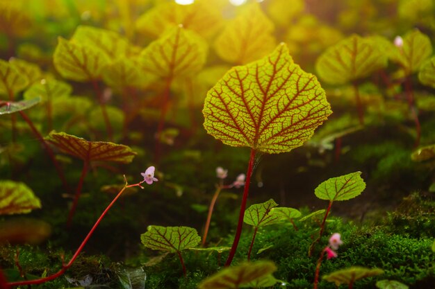 Begonia doorbladert op de rots in de hout ondiepe diepte van Regenwoud bij Phuhinrongkla Nationaal Park Nakhon Thai District in Phitsanulok, Thailand.