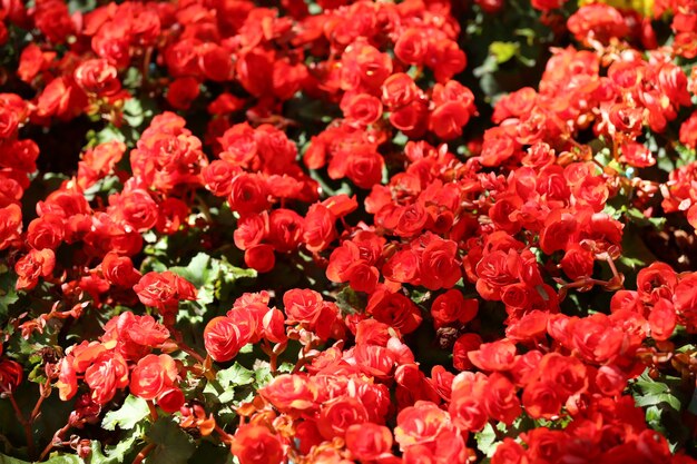 フラワーガーデン、カラフルな冬の花の鉱山にベゴニアの花が咲いています。