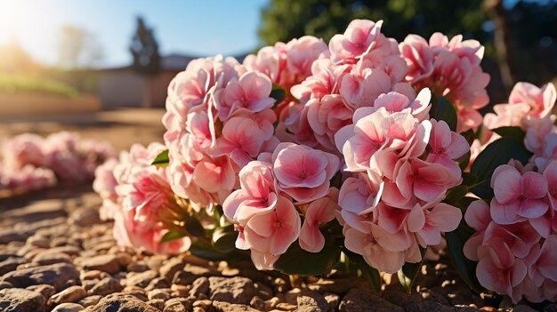 begonia flower HD 8K wallpaper Stock Photographic Image