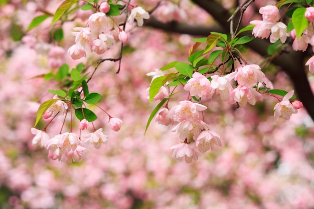 ベゴニアの花