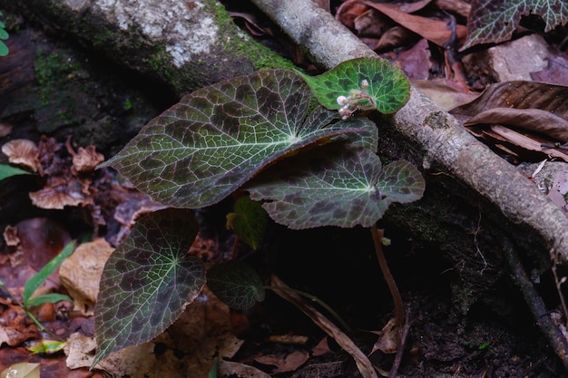 Begonia fulgurata kleurrijk verlof en alleen inheems in chiangmai thailandmai