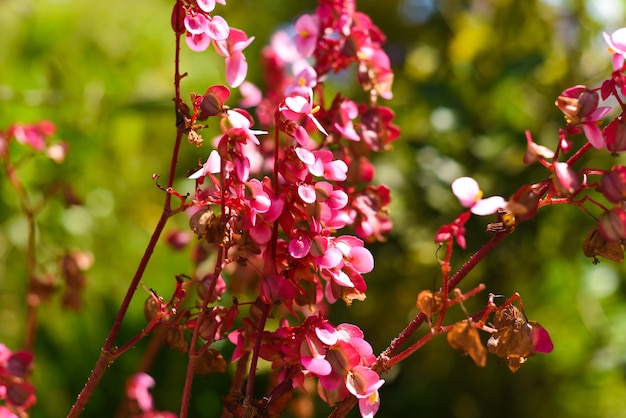 Begonia grandis flowers growing in Vietnam