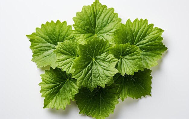 begonia Leaf on a White Background