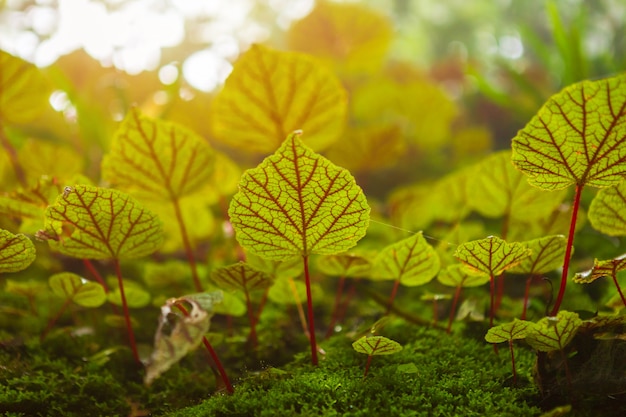 Begonia leafs on the rock in the woods shallow depth of Rain forest