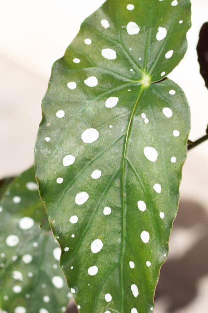 Foto begonia maculata bladeren op witte achtergrond