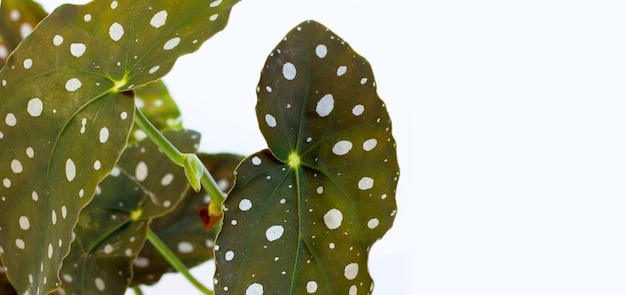 白い背景の上のベゴニア maculata の葉