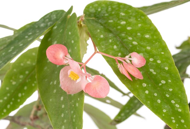 Photo begonia maculata in studio