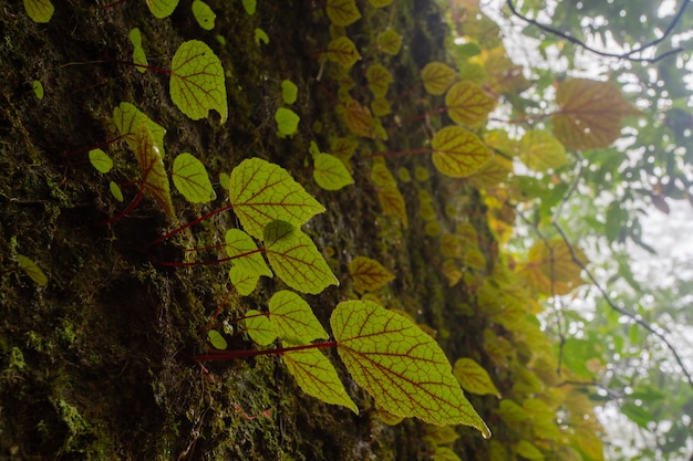 Begonia op steen in bos