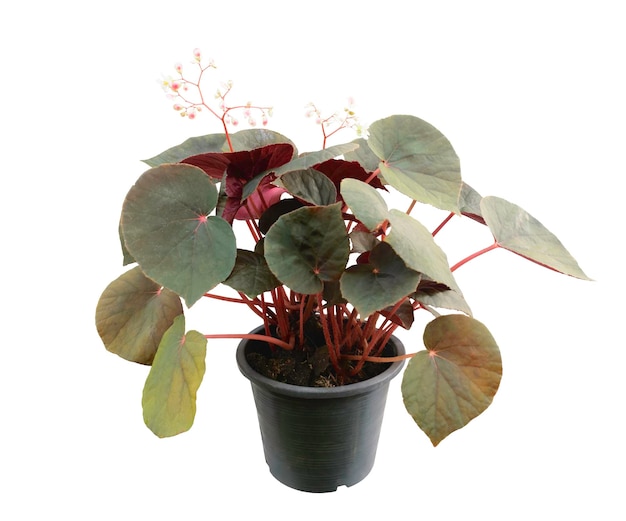 Begonia plant in black pot isolated on white background