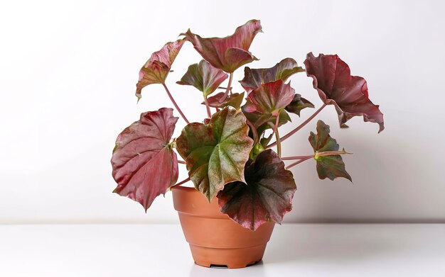 Foto pianta di begonia in vaso su sfondo bianco