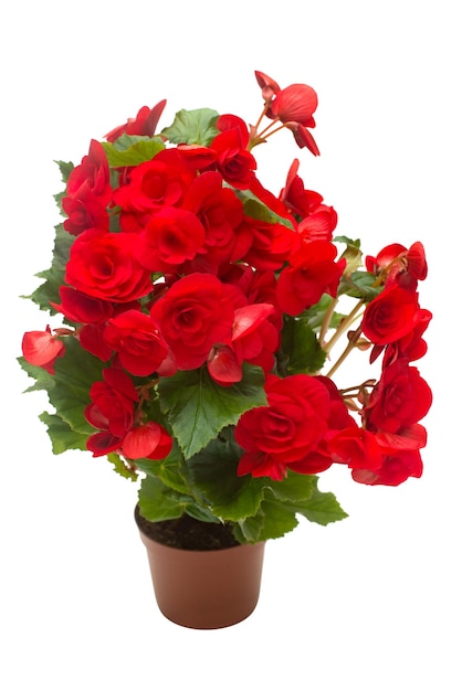 白い背景で隔離の鍋にベゴニア赤い花。フラットレイ、上面図