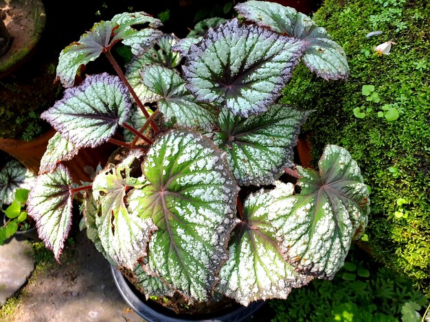 Photo a begonia rex plant in the garden also called a paintedleaf begonia a fancyleaf begonia