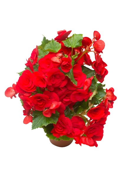 Begonia rode bloemen in een pot geïsoleerd op een witte achtergrond. Platliggend, bovenaanzicht