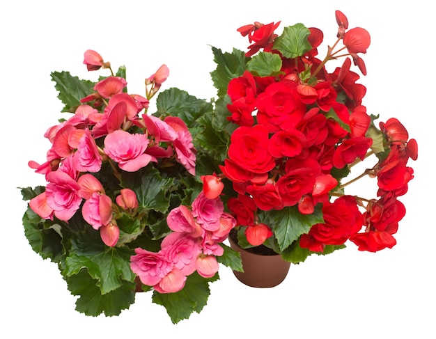 Begonia rood en roze in een pot bloemen geïsoleerd op een witte achtergrond. Platliggend, bovenaanzicht