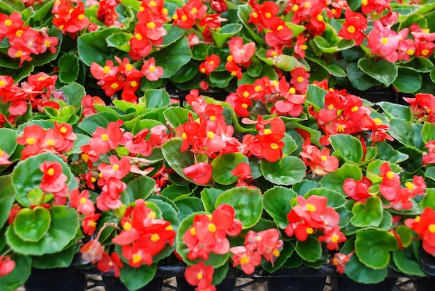 Foto begonia's semperflorens begonia's in de tuin potbegonia rood