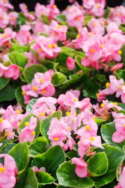 Begonia's semperflorens begonia's in de tuin roze potbegonia