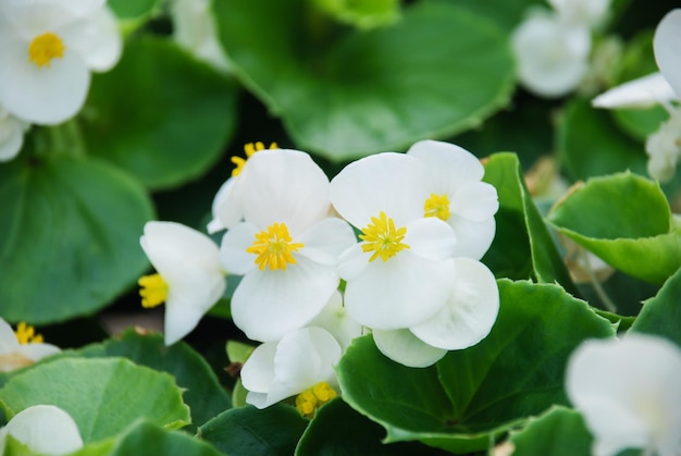 Begonia's semperflorens begonia's in de tuin witte potbegonia