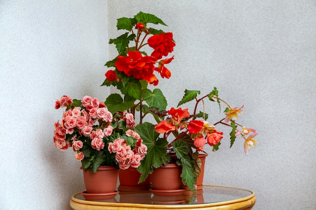 Begonia's van verschillende soorten knol- en elatior in potten in het interieur Binnenbloemen hobby sierteelt