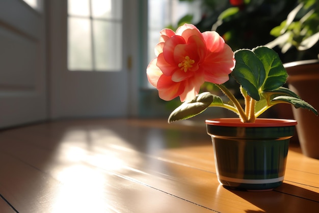 A begonia on a shelf with an empty sunroom