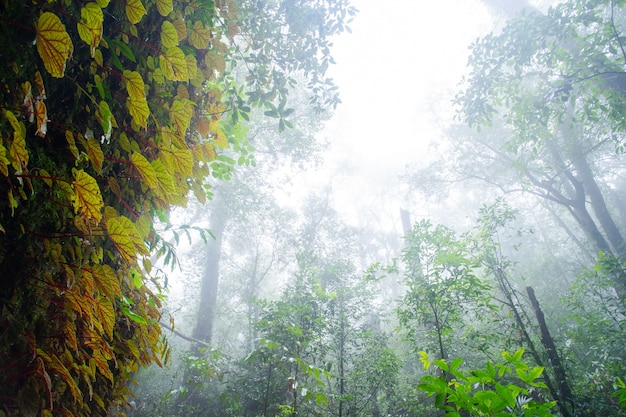 begonia on stone in forest and fog